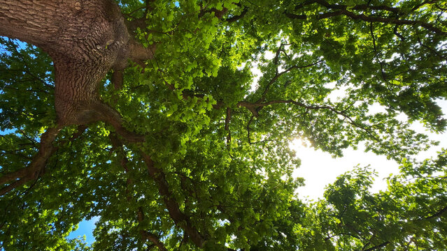 Lush green oak tree branches with leaves looking up against sky