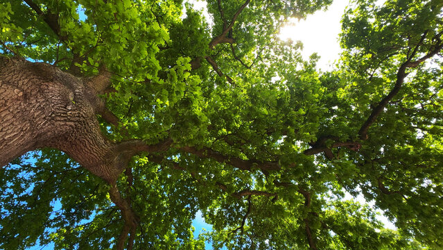 Lush green oak tree branches with leaves looking up against sky