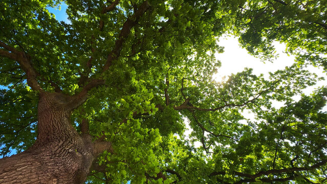 Lush green oak tree branches with leaves looking up against sky