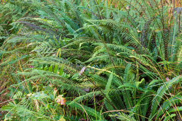Dense vegetation with Deer ferns, both sterile en ferile leafs © Matauw