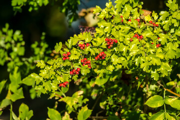  Grona błyszczących, czerwonych owoców głogu (Crataegus spp.) ukrywają się pośród soczyście zielonych liści. Gałęzie skąpane są w świetle późnoletniego słońca, które podkreśla ich połyskliwą fakturę . © Grzegorz