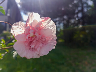 Różowy kwiat hibiskusa (Hibiscus rosa-sinensis) o delikatnych płatkach, w pełni rozkwitu, na tle ogrodowej zieleni. Światło słoneczne podkreśla subtelną fakturę i delikatną kolorystykę kwiatu. W tle w © Grzegorz