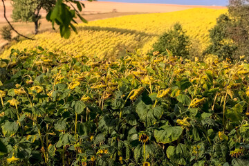 Słoneczniki (Helianthus annuus) porastają faliste wzgórza, a ich żółte kwiaty promieniują barwą na tle bezchmurnego, błękitnego nieba. Zieleń liści kontrastuje ze złotem płatków, tworząc widok ciągnąc © Grzegorz