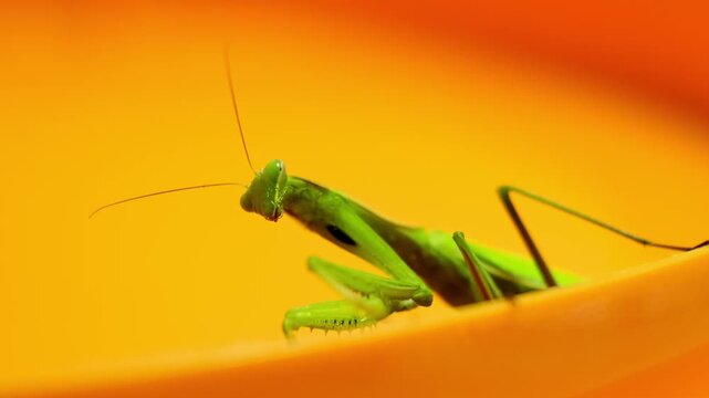 Green praying mantis sitting on a bright orange surface and looking at camera, macro insect wildlife photography, exotic predator close up view from below. High quality 4k footage.