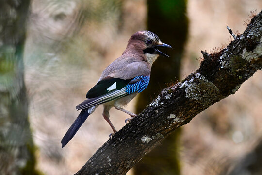 Eicheh&auml;her // Eurasian Jay (Garrulus glandarius) - Lamas de Mouro, Portugal