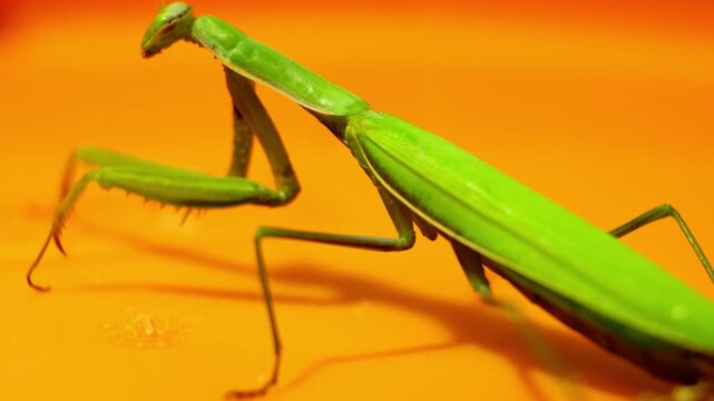 Green praying mantis sitting on a bright orange surface and looking at camera, macro insect wildlife photography, exotic predator close up side view. High quality 4k footage.