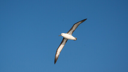 Yellow-nosed albatross banking in flight and showing the underside of its wings against a clear blue sky off the Wild Coast, South Africa. © Kristof