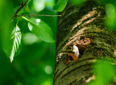 Young Woodpecker Peering From Tree Nest Hole Surrounded By Lush Green Leaves In Forest