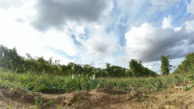 Timelapse of fluffy white and gray clouds moving across a blue sky above vineyard rows, low-angle ground-level view with grass and soil in the foreground