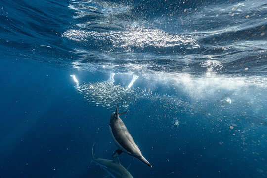 Common dolphin diving steeply away from a sardine bait ball near the surface during the annual Sardine Run off the Wild Coast, South Africa.