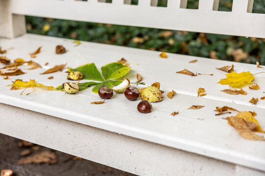 Autumn chestnuts and colorful fallen leaves on a wet white wooden bench in the park.