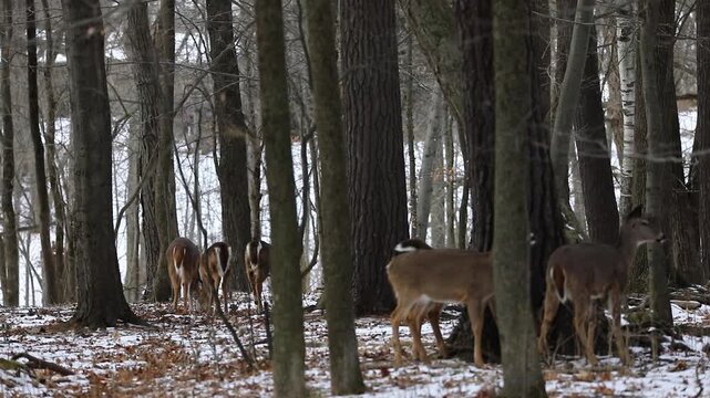 White-tailed deer (Odocoileus virginianus) standing at the edge of a forest during winter,