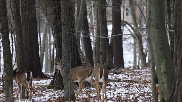 Small Group of White-Tailed Deer Near Human Settlement in Winter
