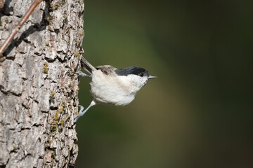 Marsh tit bird, Poecile palustris, small songbird perched upside down on a thorny branch outdoors against a green background. © czjonyyy