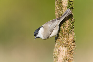 Marsh tit bird, Poecile palustris, small songbird perched upside down on a thorny branch outdoors against a green background. © czjonyyy