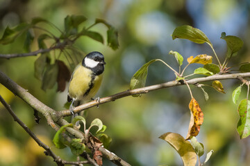 Great tit bird, Parus major, female songbird perching on a tree branch among green leaves in natural sunlight. © czjonyyy