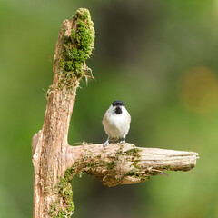 Marsh tit bird, Poecile palustris, small songbird perched on a thorny branch outdoors against a green background. © czjonyyy