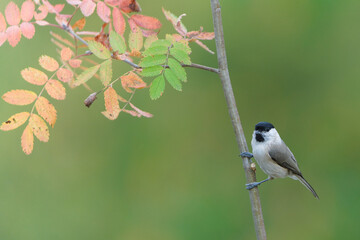 Marsh tit bird, Poecile palustris, small songbird perched upside down on a thorny branch outdoors against a green background. © czjonyyy