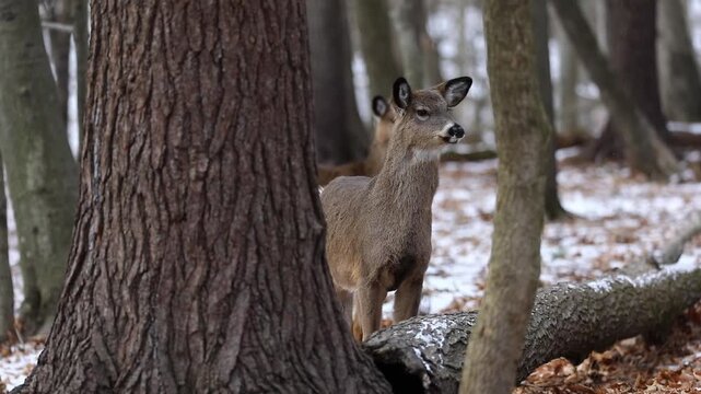 White-tailed deer (Odocoileus virginianus) standing at the edge of a forest during winter,