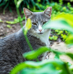 TNVR stray cat with tipped ear watching from vegetation  © Bob