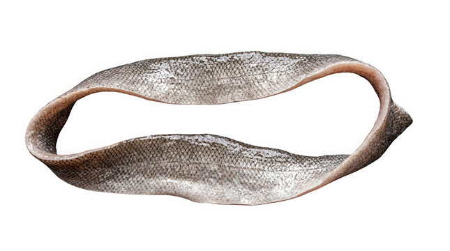 A curled, papery shed snake skin with finely patterned gray, beige, and brown scales, isolated on transparent background for wildlife education and nature design