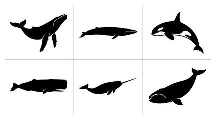 Whale silhouettes set with orca, narwhal, sperm whale, humpback and bowhead whale for ocean and wildlife themes © Mumin