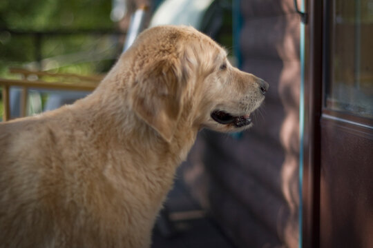 Golden Retriever at the cottage