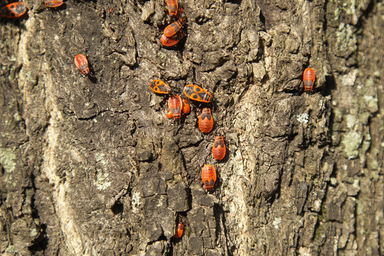 Firebugs gathered on rough tree bark in sunlight