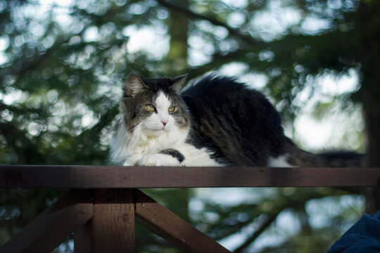 Cat at the cottage
