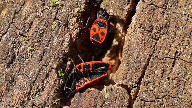 Firebug Pyrrhocoris apterus on tree bark in bright daylight