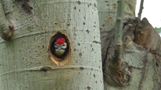 Slow Motion of Great Spotted Woodpecker Peeking Out of Tree Nest Hole on Windy Day