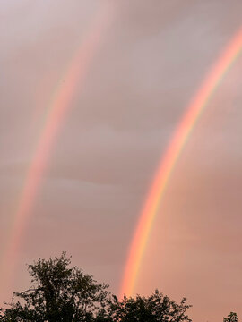 Double rainbow glowing in the evening sky above tree silhouette