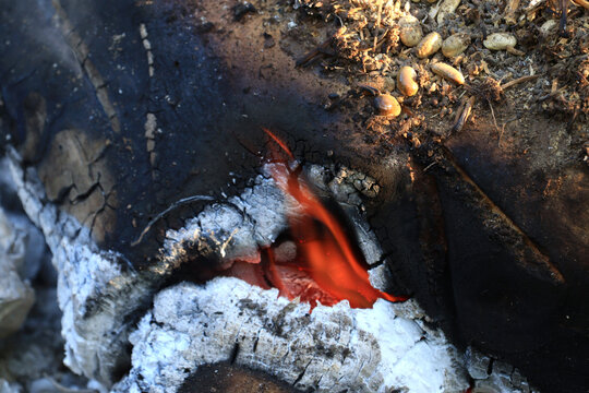 Glowing ember in forest landscape