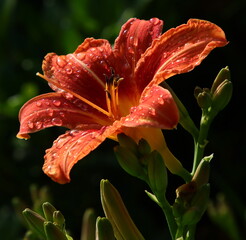 Orange Lilienblüte mit Knospen und Regentrofen © DieFro