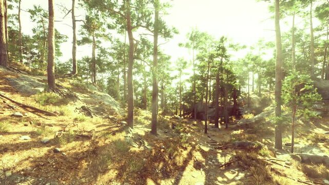 Golden hour woodland with long sunlit paths, warm shadows stretching across moss and leaf litter, inviting sense of exploration and calm, perfect for outdoor