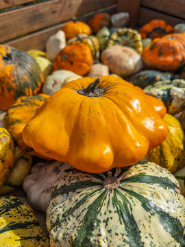 Bright orange pattypan squash resting on top. A vivid yellow sunlit vegetable sits over other green patterned gourds inside a box.