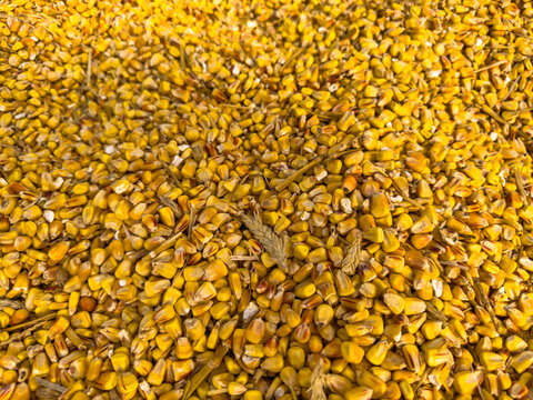 Dried maize kernels with wheat ear. Yellow corn seeds mixed with small straw pieces form a continuous agricultural pattern.
