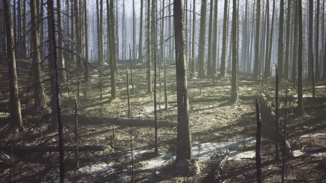 Regenerating woodland after fire, sunlit patches highlighting new shoots around charred trunks, hopeful scene of ecological recovery and resilience in postfire