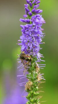 Slow Motion of Common Wasp Foraging and Collecting Nectar on Purple Flowers