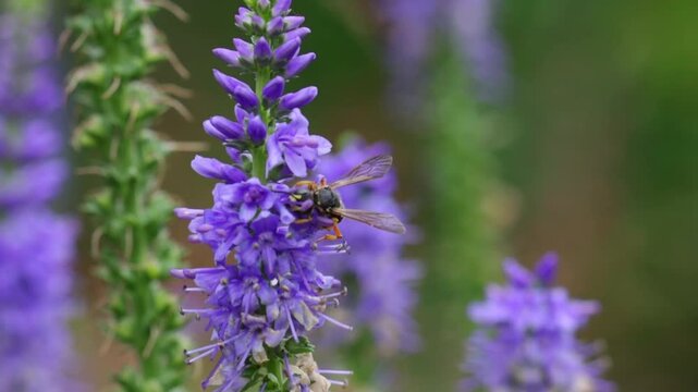 Slow Motion of Common Wasp Foraging and Collecting Nectar on Purple Flowers