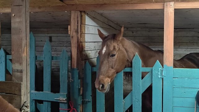 A brown horse stands next to a blue gate