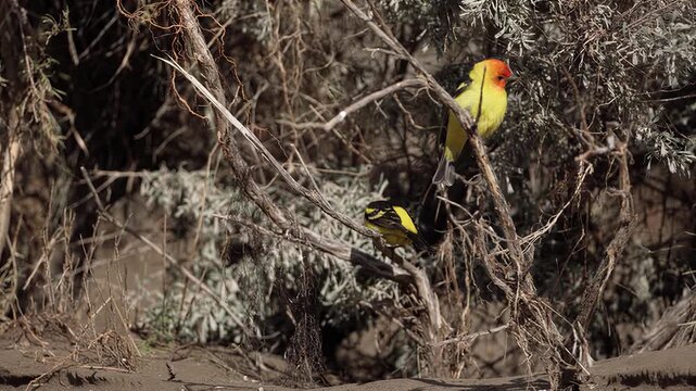 Bright yellow and orange songbird perches among tangled branches in a dry woodland thicket