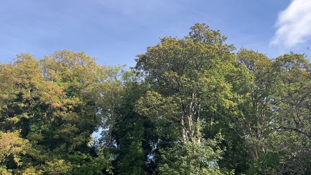 Mature Oak Trees and Spreading Branches in Scottish Woodland