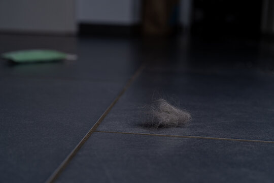 A ball of cat hair on the appartement floor