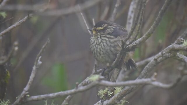 Andean Tit-Spinetail Leptasthenura andicola, small streaked ovenbird perched among bare shrub branches in drifting fog and mist, high altitude paramo of Andes, Los Nevados, Colombia, 4K video