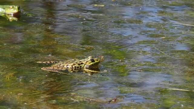 Common frog, Rana temporaria, reptiles croaking in the water, also known as the European common frog or European grass frog is a semi-aquatic amphibian of the family Ranidae 