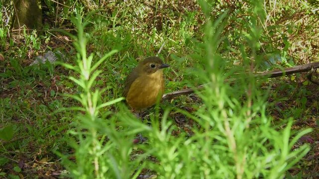 Tawny Antpitta Grallaria quitensis, round tawny brown antpitta with long legs standing on ground among green grass and shrubs, high altitude Andean paramo, Los Nevados, Colombia, South America 4K