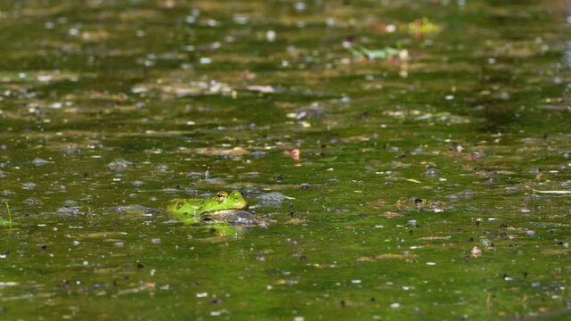 Common frog, Rana temporaria, reptiles croaking in the water, also known as the European common frog or European grass frog is a semi-aquatic amphibian of the family Ranidae 