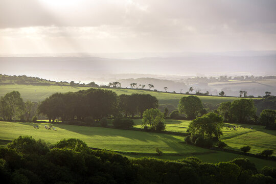 beautiful landscape with trees, grazing horses and fields seen from dartmoor hills in devon