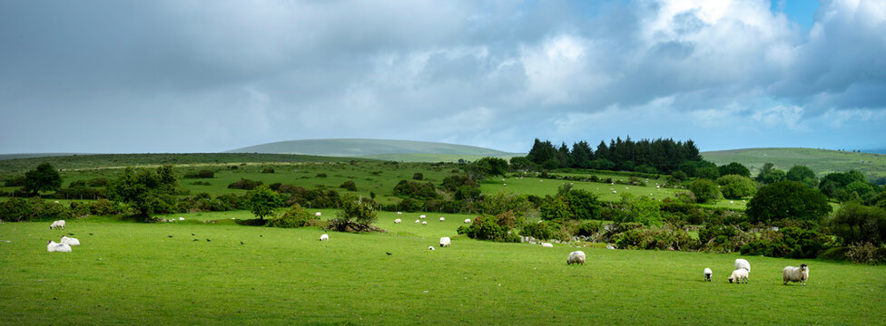 sheep graze in meadows of dartmoor national park in devon